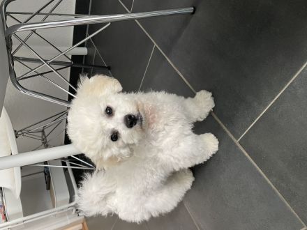 Bichon Frisé Hündin