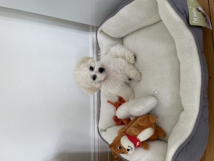 Bichon Frisé Hündin
