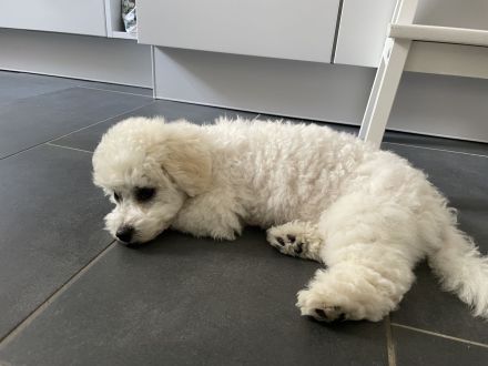 Bichon Frisé Hündin