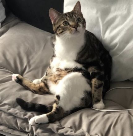 Kater dringend abzugeben