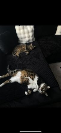 Kater dringend abzugeben