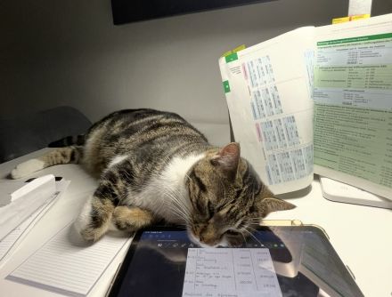 Kater dringend abzugeben