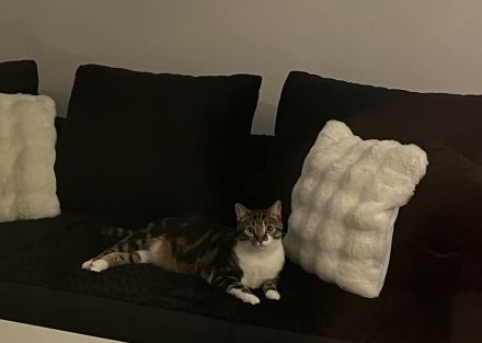 Kater dringend abzugeben