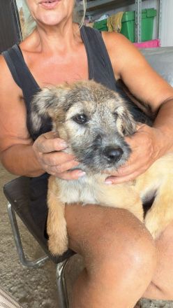 Tucker, ein furchtloser Welpe, lebhaft, süss und Menschen bezogen