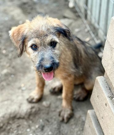 Tucker, ein furchtloser Welpe, lebhaft, süss und Menschen bezogen