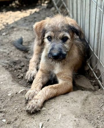 Tucker, ein furchtloser Welpe, lebhaft, süss und Menschen bezogen