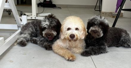 LAGOTTO ROMAGNOLO