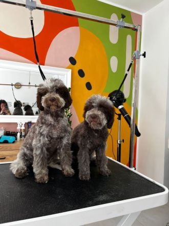 LAGOTTO ROMAGNOLO