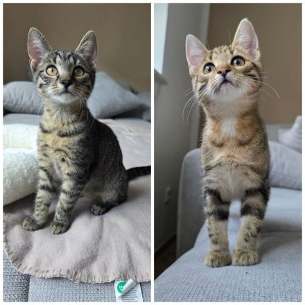 Zwei süße Katzenmädchen, 16 Wochen alt suchen dringend ein Zuhause