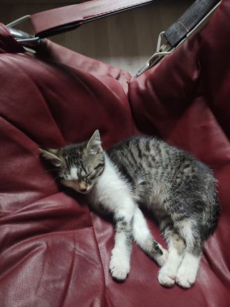 2 Süsse Kätzchen Mischlinge