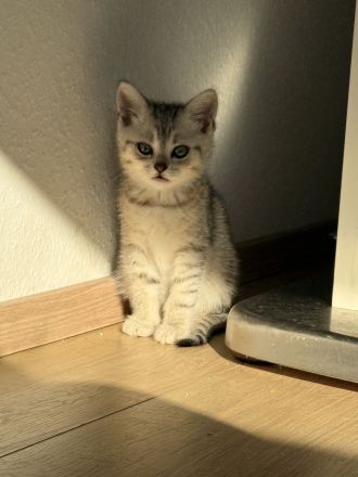Süßes BKH-Kätzchen sucht neues Hause