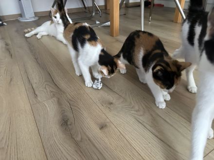 Kater sucht ein neues Zuhause