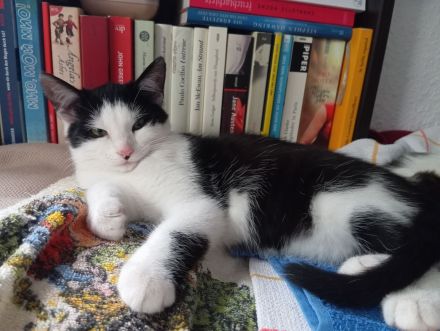 Kätzchen, w, 4 Monate