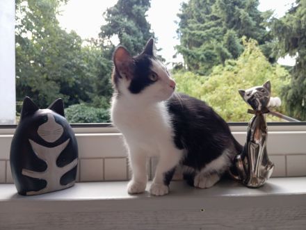 Kätzchen, w, 4 Monate