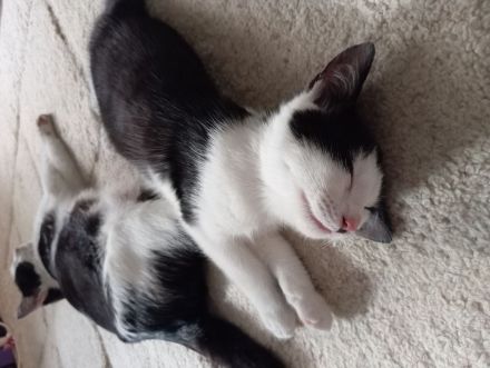 Kätzchen, w, 4 Monate