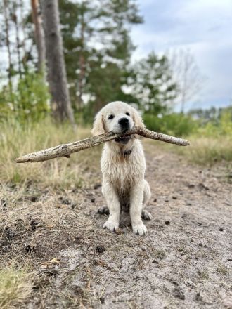 Typvoller&kräftiger Golden Retriever Deckrüde mit rein genetischer Linie&außergewöhnlich gutem Wesen