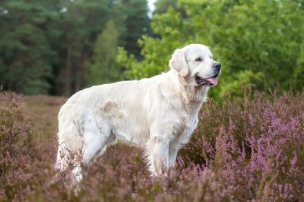 Typvoller&kräftiger Golden Retriever Deckrüde mit rein genetischer Linie&außergewöhnlich gutem Wesen