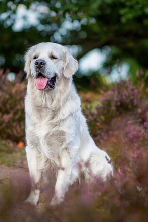 Typvoller&kräftiger Golden Retriever Deckrüde mit rein genetischer Linie&außergewöhnlich gutem Wesen