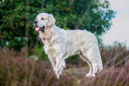 Typvoller&kräftiger Golden Retriever Deckrüde mit rein genetischer Linie&außergewöhnlich gutem Wesen