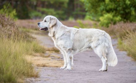 Typvoller&kräftiger Golden Retriever Deckrüde mit rein genetischer Linie&außergewöhnlich gutem Wesen