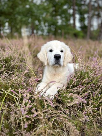 Typvoller&kräftiger Golden Retriever Deckrüde mit rein genetischer Linie&außergewöhnlich gutem Wesen