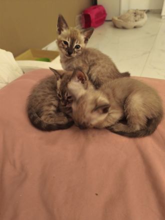 Bengal Katzenbabys mit Stammbaum