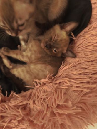 Bengal Katzenbabys mit Stammbaum