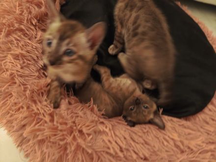 Bengal Katzenbabys mit Stammbaum