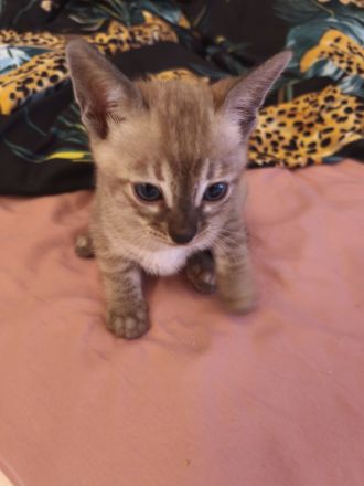 Bengal Katzenbabys mit Stammbaum