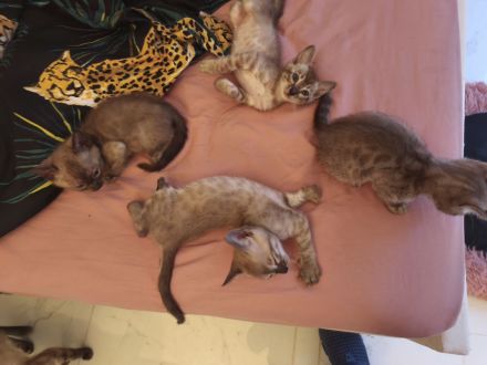 Bengal Katzenbabys mit Stammbaum