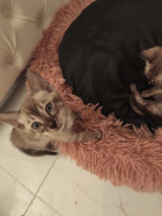 Bengal Katzenbabys mit Stammbaum