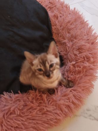 Bengal Katzenbabys mit Stammbaum