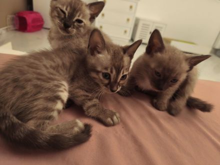 Bengal Katzenbabys mit Stammbaum