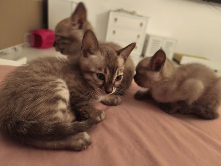 Bengal Katzenbabys mit Stammbaum