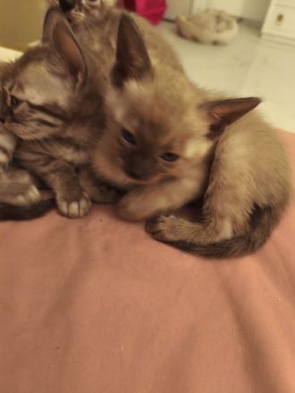 Bengal Katzenbabys mit Stammbaum