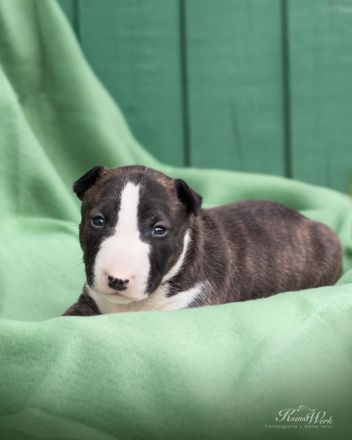 Miniatur Bullterrier the Warrior FCI/ VDH /GBF