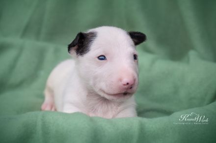 Miniatur Bullterrier the Warrior FCI/ VDH /GBF