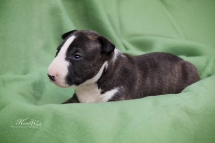 Miniatur Bullterrier the Warrior FCI/ VDH /GBF