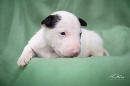 Miniatur Bullterrier the Warrior FCI/ VDH /GBF