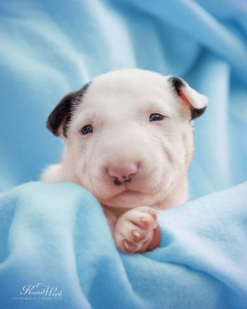 Miniatur Bullterrier the Warrior FCI/ VDH /GBF