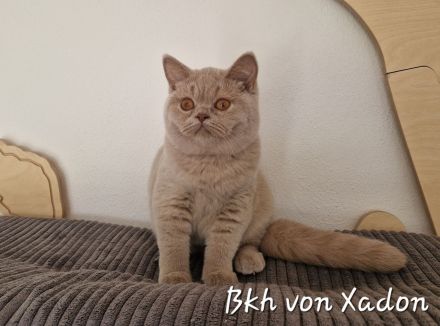 BKH Kitten in fawn