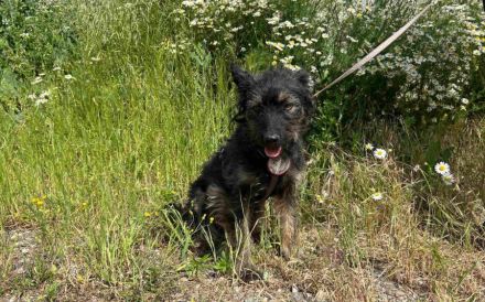 Süße Wilma sucht ihr Körbchen