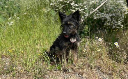 Süße Wilma sucht ihr Körbchen