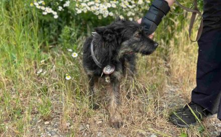 Süße Wilma sucht ihr Körbchen