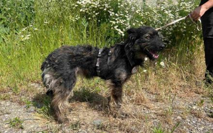 Süße Wilma sucht ihr Körbchen