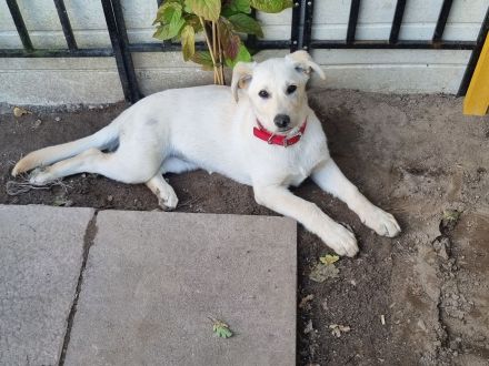 Dringend Mischlingshündin abzugeben