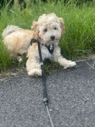 Maltipoo Rüde Fips sucht liebevolles Zuhause