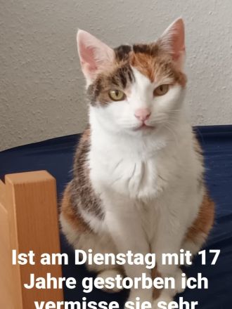 Suche eine Katze