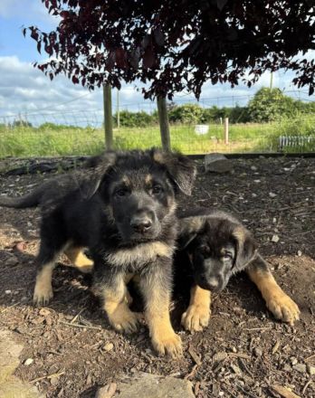 🐾 VDH-registrierte Deutsche Schäferhund-Welpen – Rüde & Hündin abzugeben🐾
