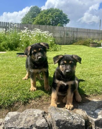 🐾 VDH-registrierte Deutsche Schäferhund-Welpen – Rüde & Hündin abzugeben🐾